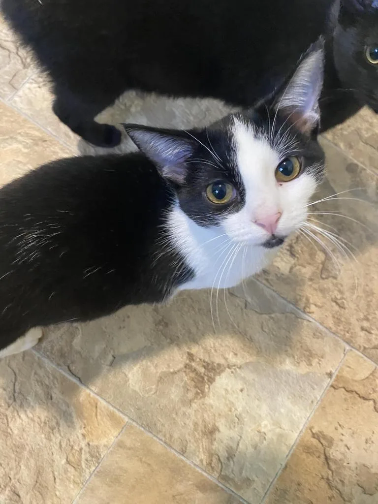 An adult small-sized female Domestic Short Hair cat named Ingrid for adoption in Bourbonnais, IL