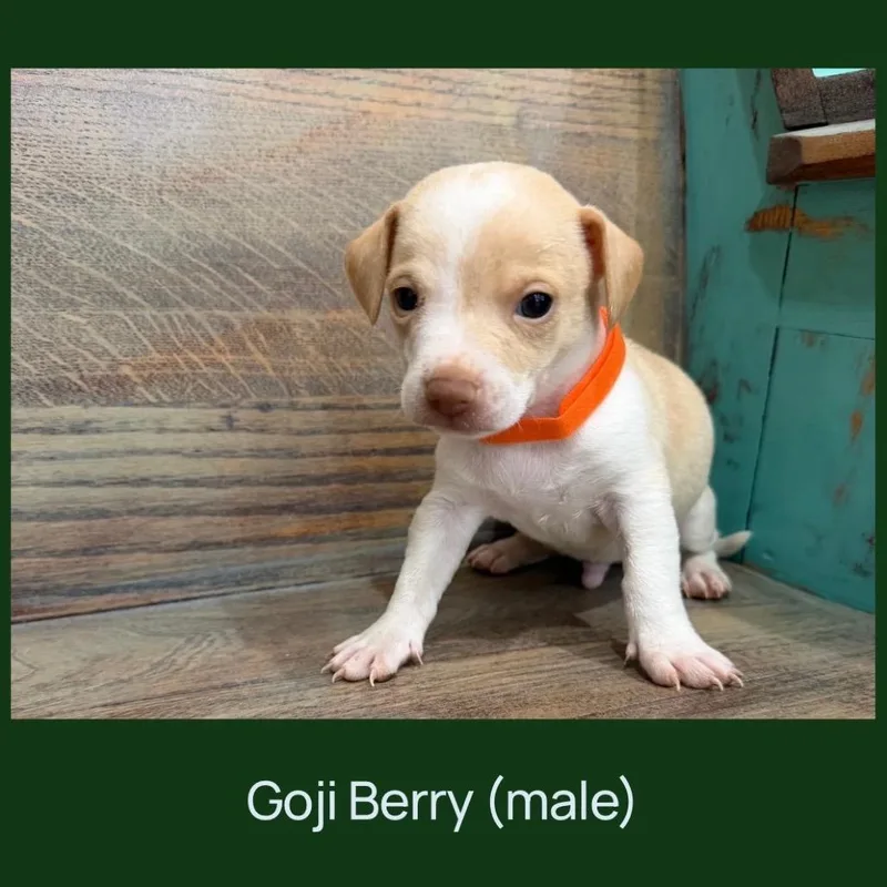 A baby small-sized male White / Cream Chihuahua dog named Goji Berry for adoption in Cedar Park, TX
