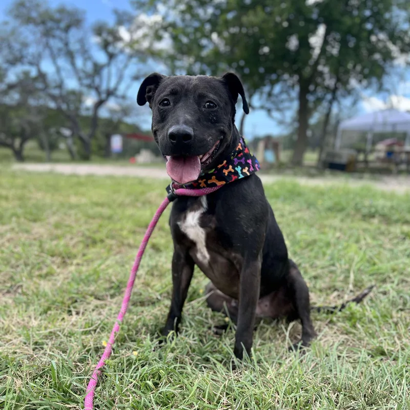 An adult medium-sized female Black American Staffordshire Terrier dog named Darlin for adoption in Center Point, TX