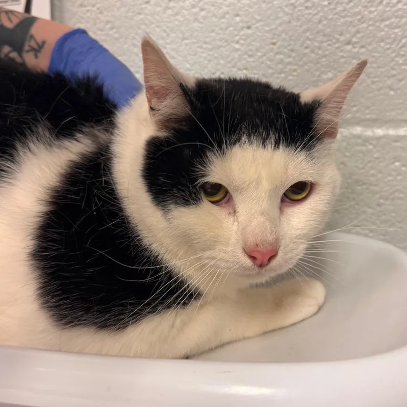 An adult extra large-sized male Black Domestic Short Hair cat named Honey Bun for adoption in Birdsboro, PA