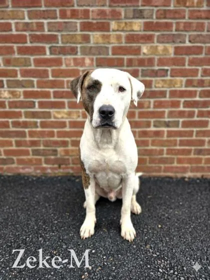 An adult large-sized male Pit Bull Terrier dog named Zeke for adoption in Guntersville, AL