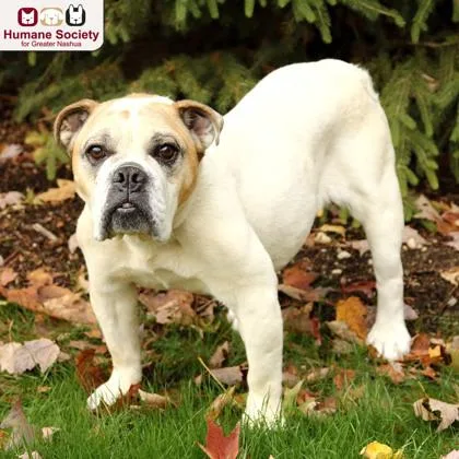 A senior medium-sized female Bulldog dog named Penny for adoption in Nashua, NH