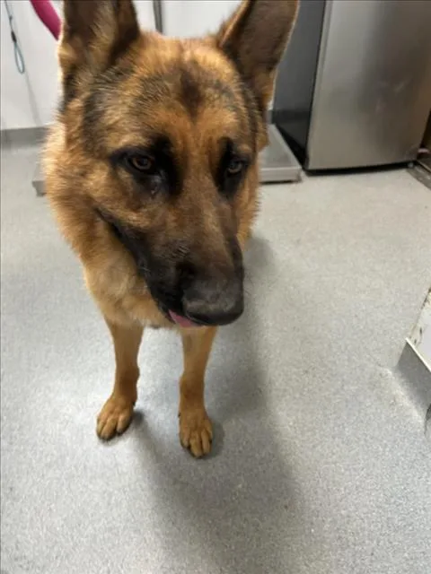 A young large-sized male German Shepherd Dog dog named A for adoption in Olivehurst, CA