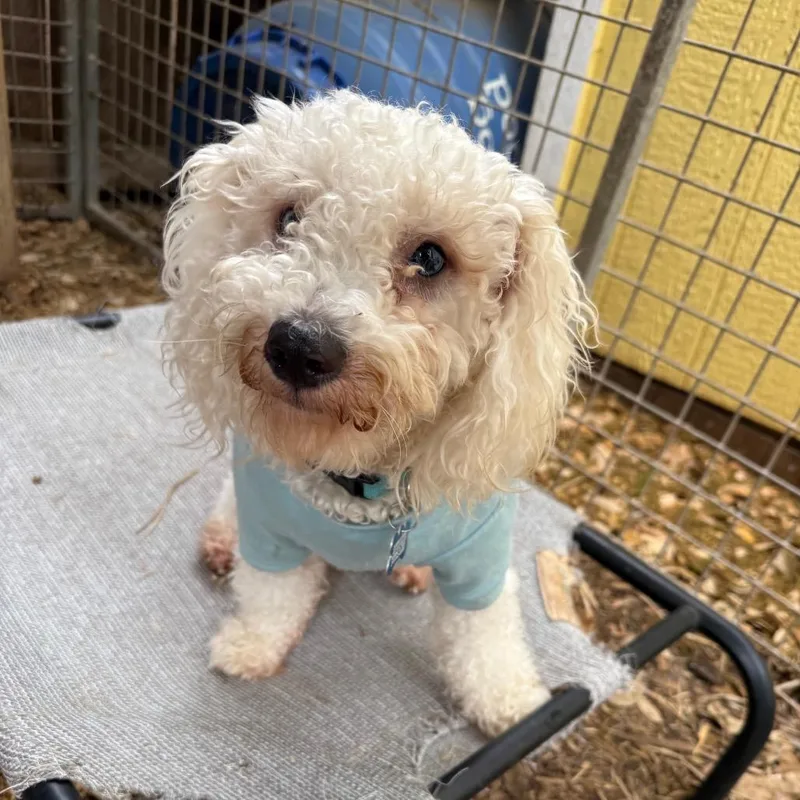 A young small-sized male White / Cream Poodle dog named Blu for adoption in Boerne, TX