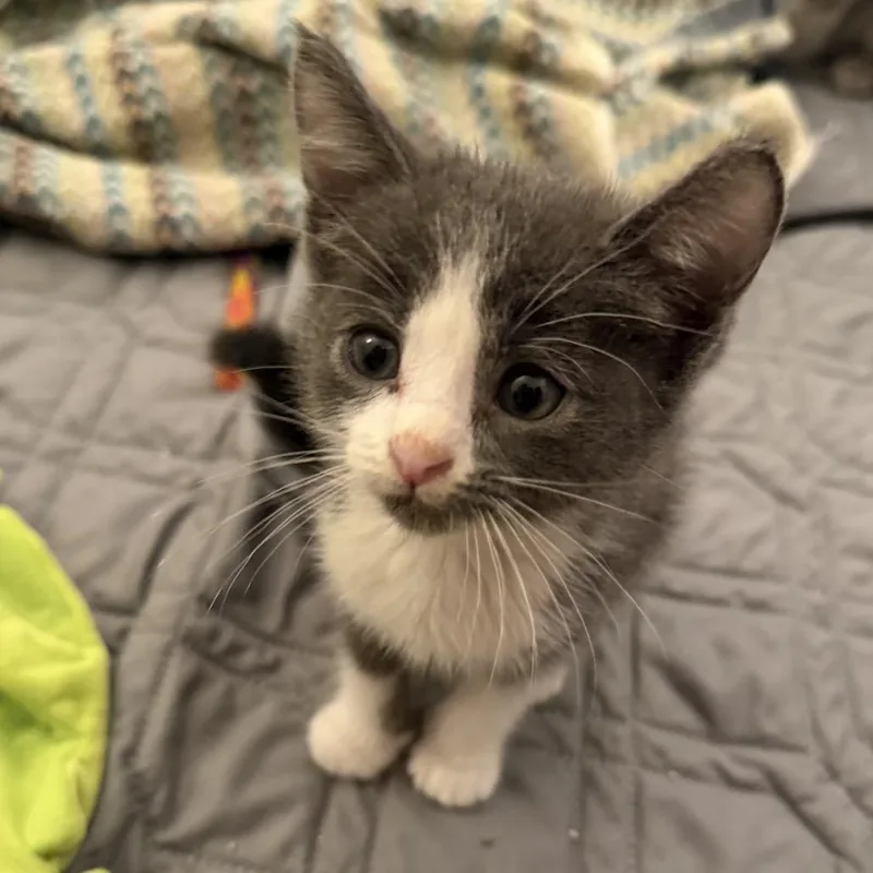 A baby small-sized male Gray / Blue / Silver Domestic Medium Hair cat named Derek for adoption in Tustin, CA