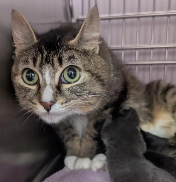 A young small-sized female Domestic Short Hair cat named Enid for adoption in Vancouver, WA