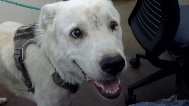 A young extra large-sized male Mixed Breed dog named Esteban for adoption in Dallas, TX