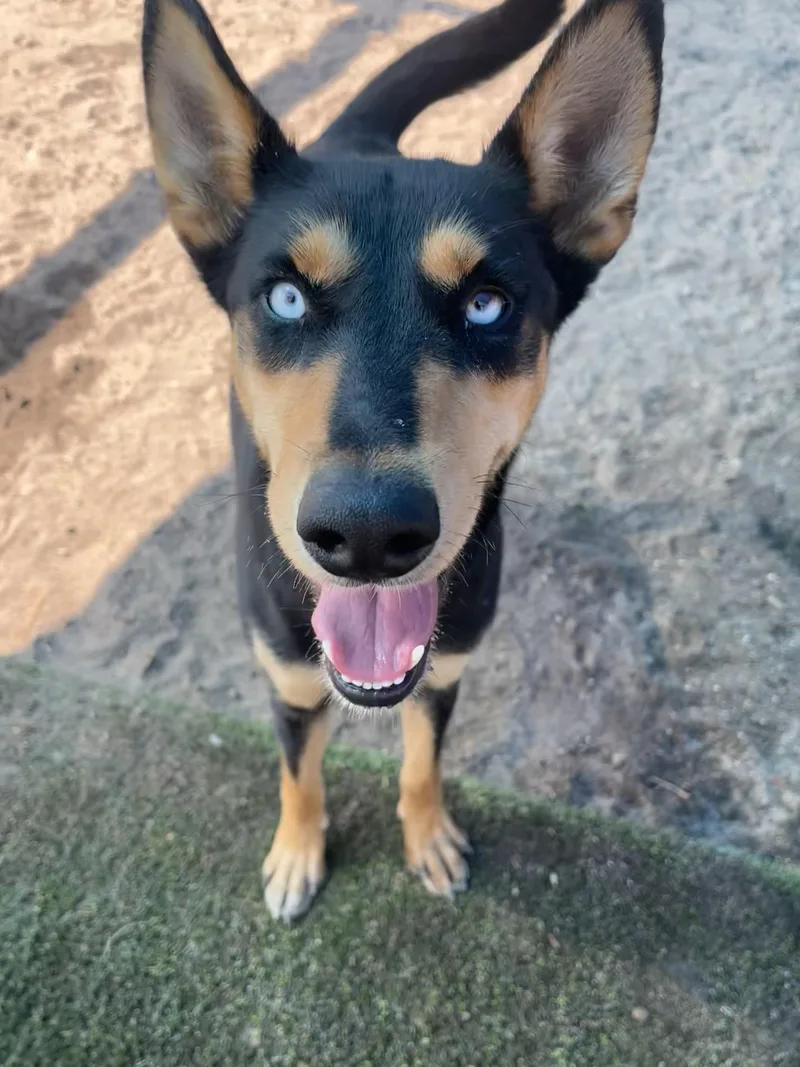 Sammie Girl thumbnail 3