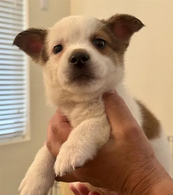 A baby small-sized male Australian Shepherd dog named A for adoption in Tucson, AZ