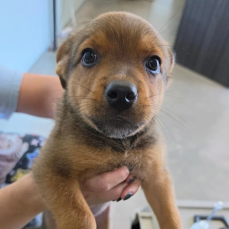A baby medium-sized male Brown / Chocolate Mixed Breed dog named Milky Way FKA P for adoption in Leander, TX