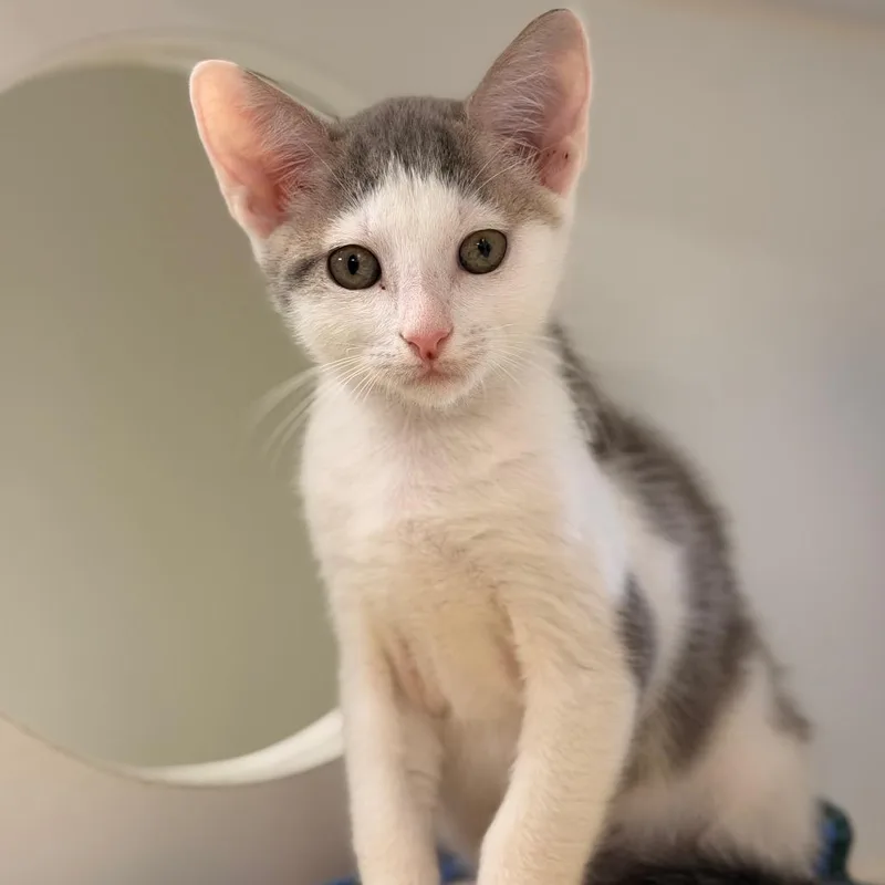 A baby small-sized male Gray / Blue / Silver Domestic Short Hair cat named Hans for adoption in Gainesville, FL