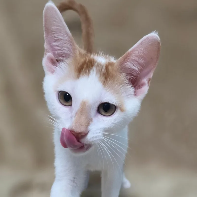 Peaches thumbnail 2