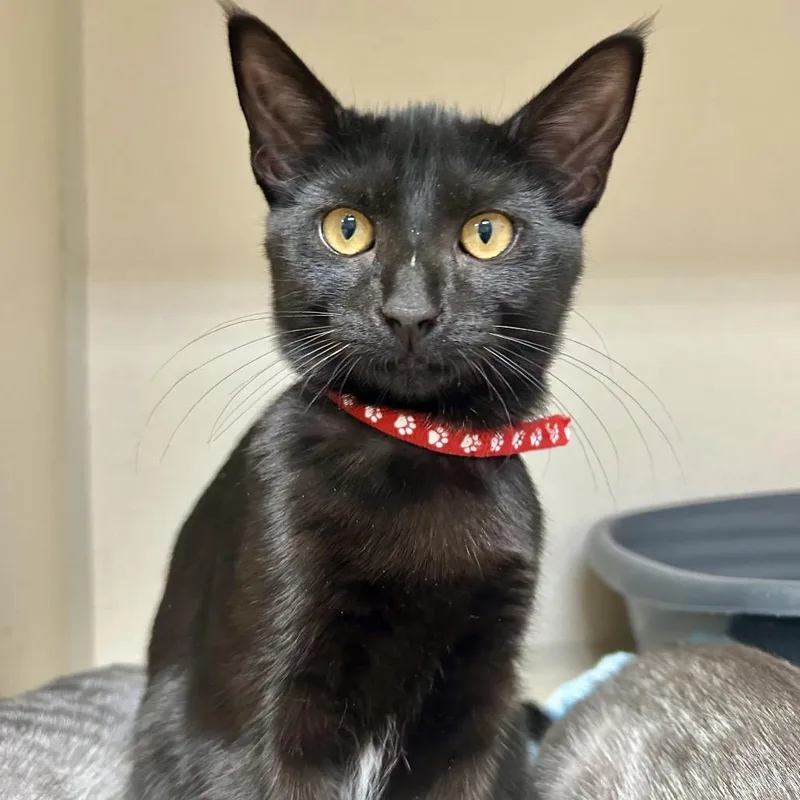 A baby medium-sized female Domestic Short Hair cat named Primrose for adoption in Great Falls, MT