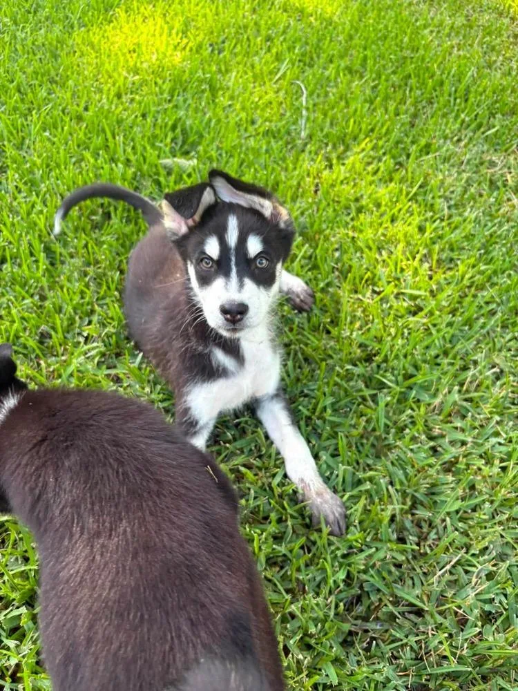 A baby medium-sized male Tricolor (Brown, Black, & White) Collie dog named Dakota for adoption in Saugus, MA