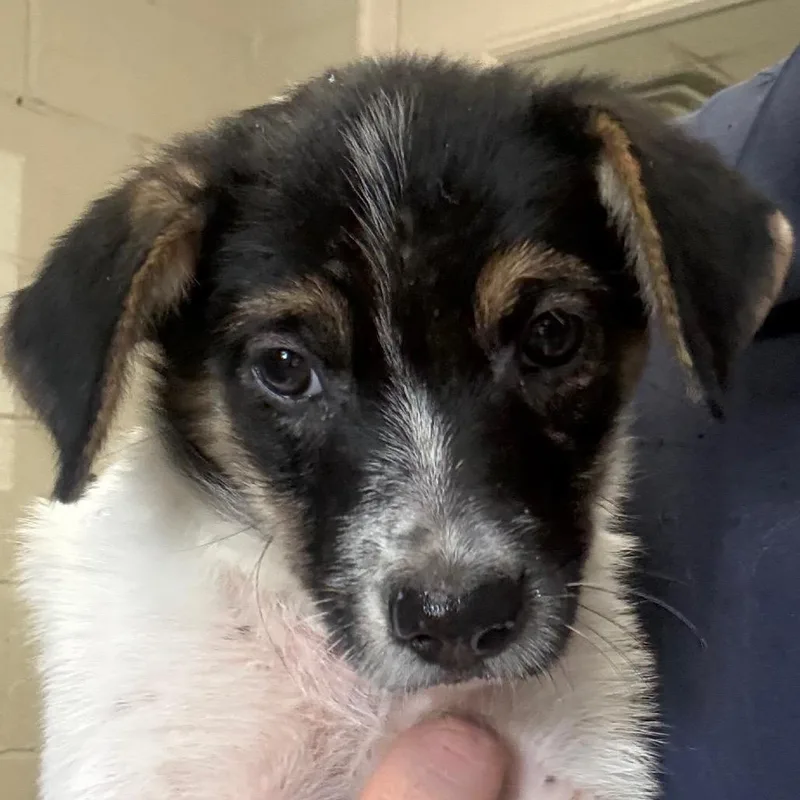 A baby medium-sized female White / Cream Mixed Breed dog named Christy for adoption in Jacksonville, AR