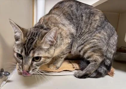 An adult small-sized female Domestic Short Hair cat named Meowlina for adoption in Fairfax, VA