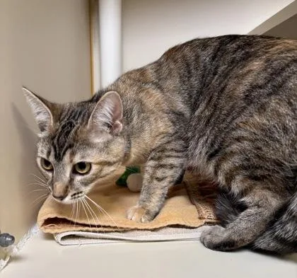 Meowlina thumbnail 2