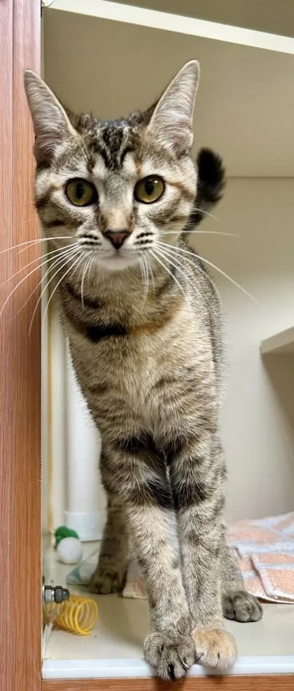 Meowlina thumbnail 3