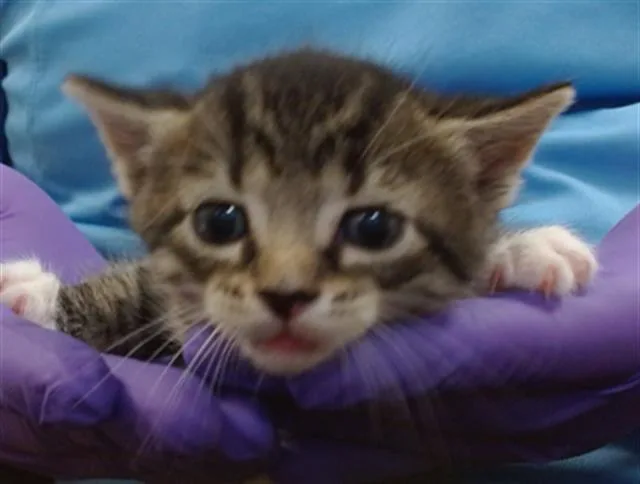 A baby small-sized female Domestic Short Hair cat named Chanel for adoption in Miami, FL