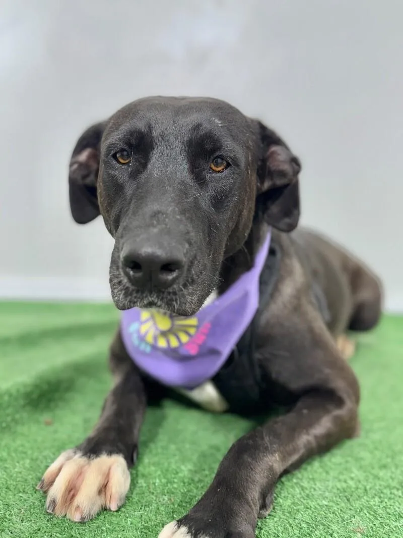 A young large-sized male Black Pit Bull Terrier dog named Ash for adoption in Carlsbad, CA