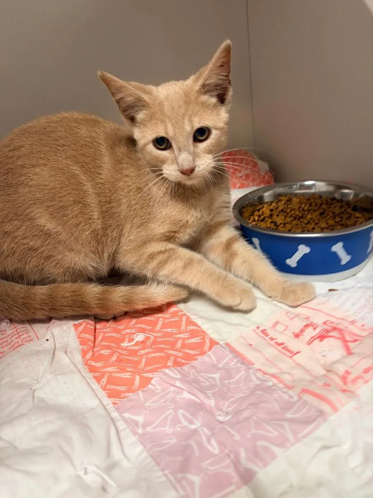 A young medium-sized male Domestic Short Hair cat named Eli for adoption in Huntington, IN