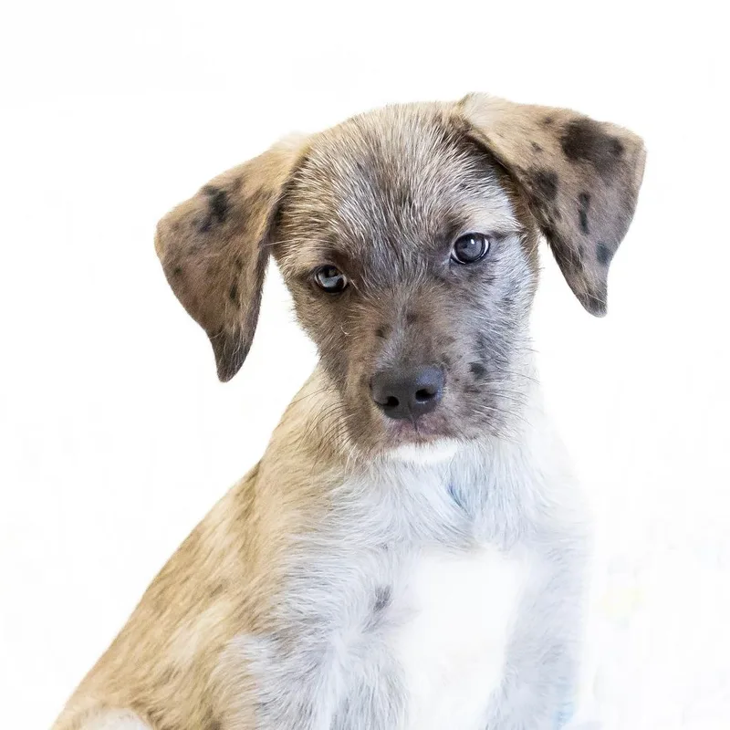 A baby small-sized female Gray / Blue / Silver Mixed Breed dog named Baby for adoption in Cartersville, GA