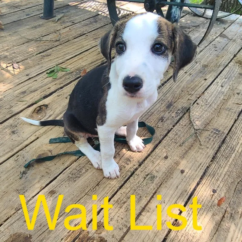 A baby small-sized female White / Cream Chihuahua dog named Daisy May for adoption in Livingston, TX