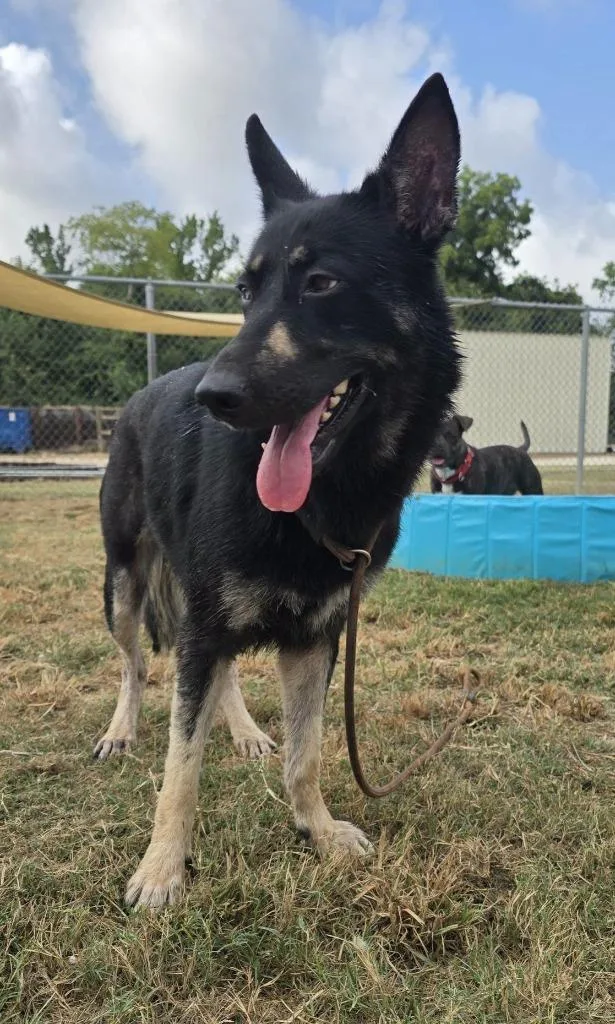 A young medium-sized female German Shepherd Dog dog named Layla for adoption in Humble, TX