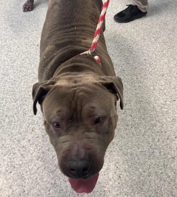 An adult large-sized female American Staffordshire Terrier dog named Pamela for adoption in Des Moines, IA