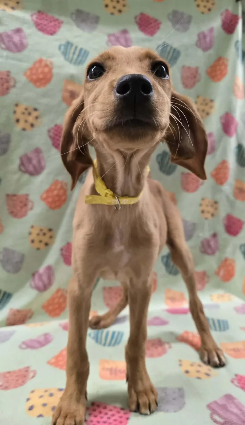 Strawberry Clover thumbnail 2