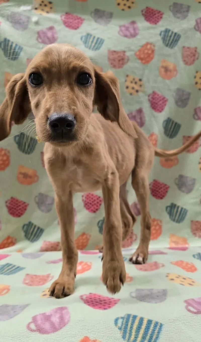 Strawberry Clover thumbnail 3