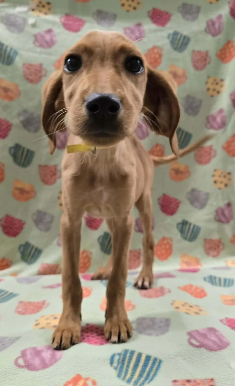 Strawberry Clover thumbnail 4