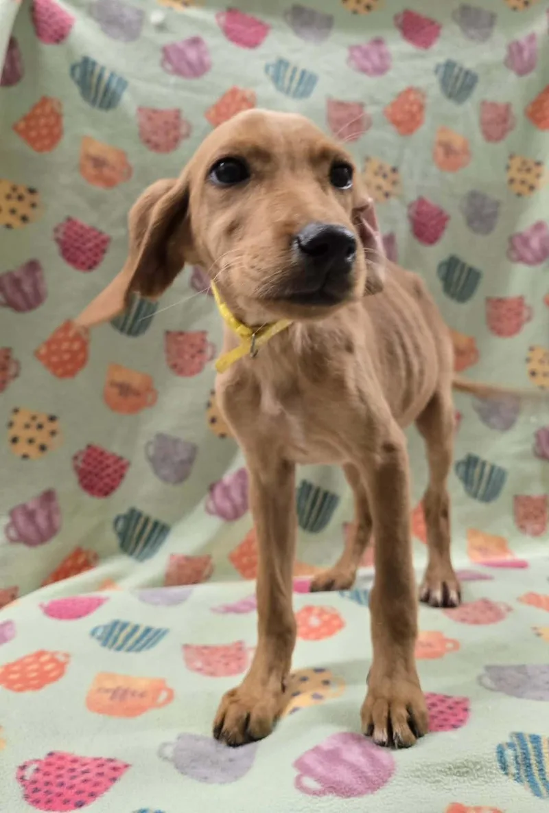 Strawberry Clover thumbnail 5