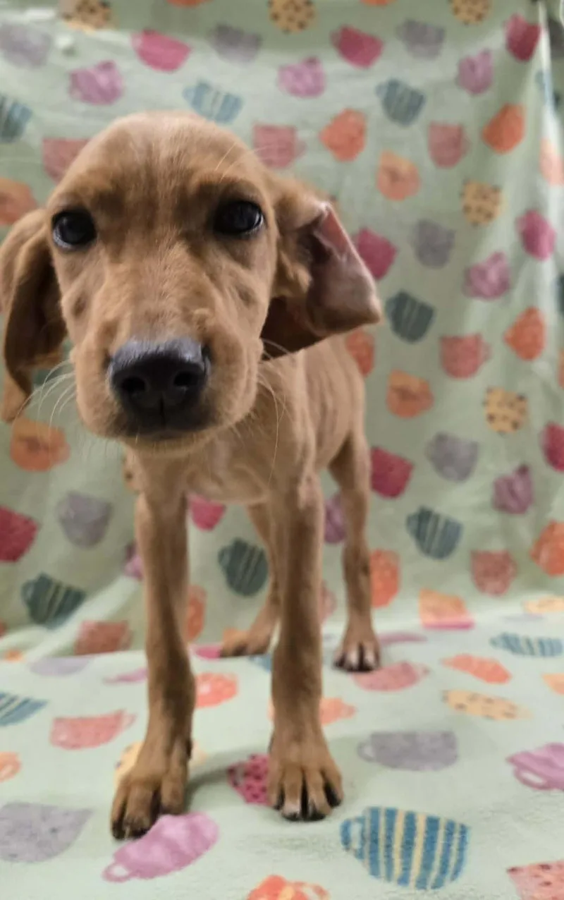 Strawberry Clover thumbnail 6