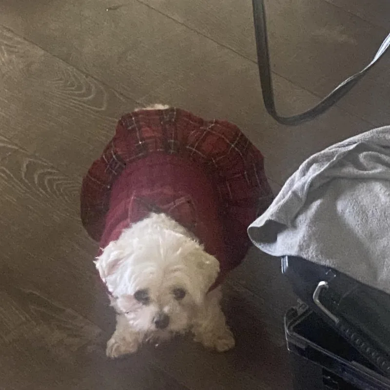 A senior small-sized female Maltese dog named Sky bonded with Zuky for adoption in Corvallis, OR