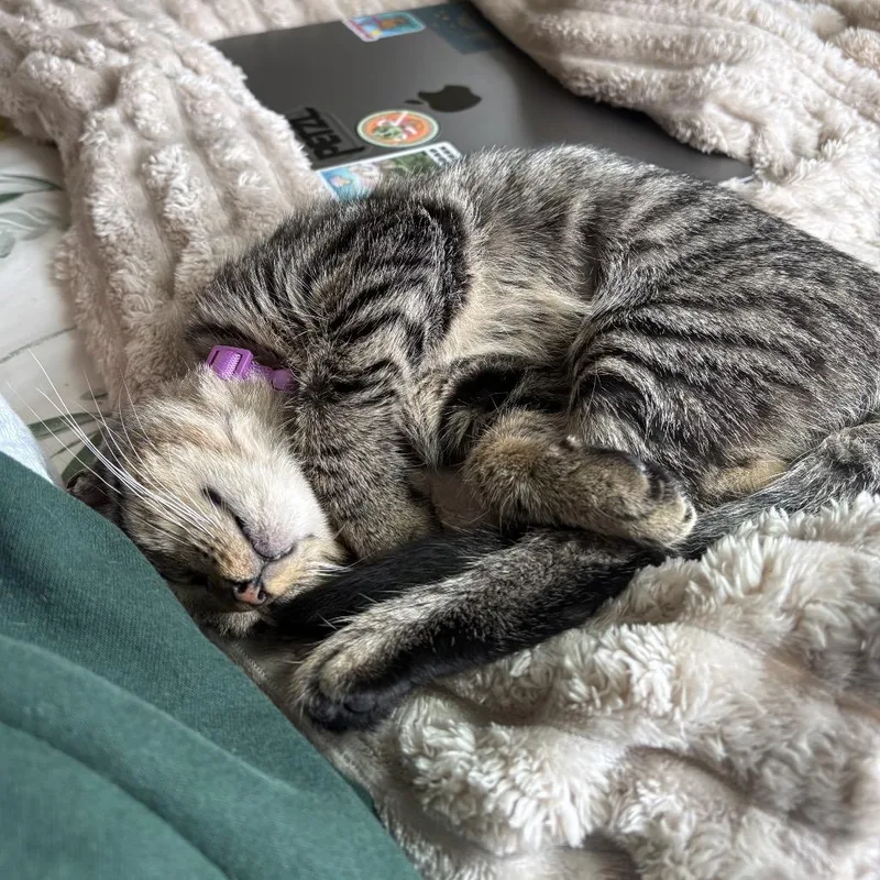 A young small-sized female Brown / Chocolate Domestic Short Hair cat named Chai for adoption in Harrisonburg, VA