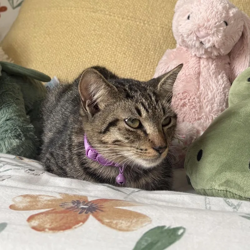 Chai thumbnail 5