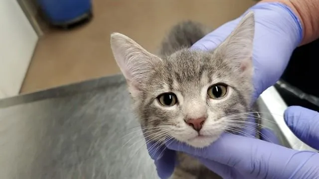 A baby medium-sized male Domestic Short Hair cat named Midnite for adoption in Aurora, IL