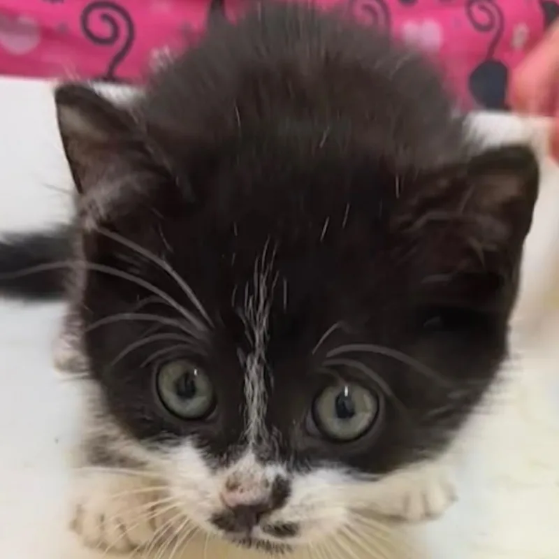 A baby small-sized male Domestic Short Hair cat named Chico for adoption in Elizabethton, TN