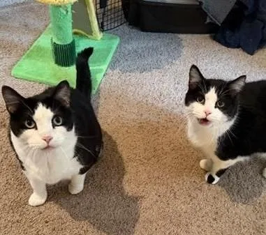 A senior large-sized male Black & White / Tuxedo Domestic Short Hair cat named Joejoe & Blackfoot for adoption in Waverly, IA