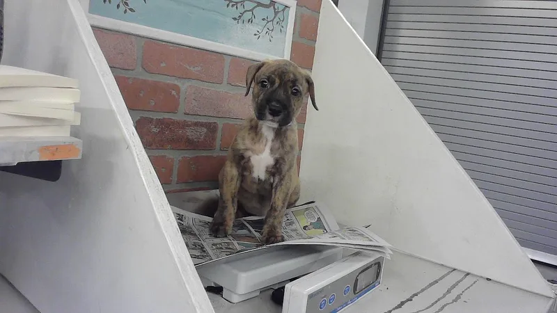 A baby small-sized female Staffordshire Bull Terrier dog named Lillian for adoption in Houston, TX