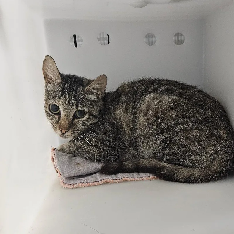 A young small-sized female Gray / Blue / Silver Domestic Short Hair cat named Vinegar for adoption in Ridgely, MD