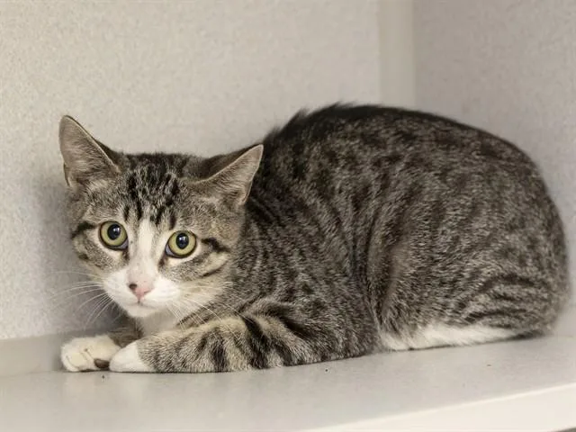 A young small-sized male Domestic Short Hair cat named Reid for adoption in Phoenix, AZ