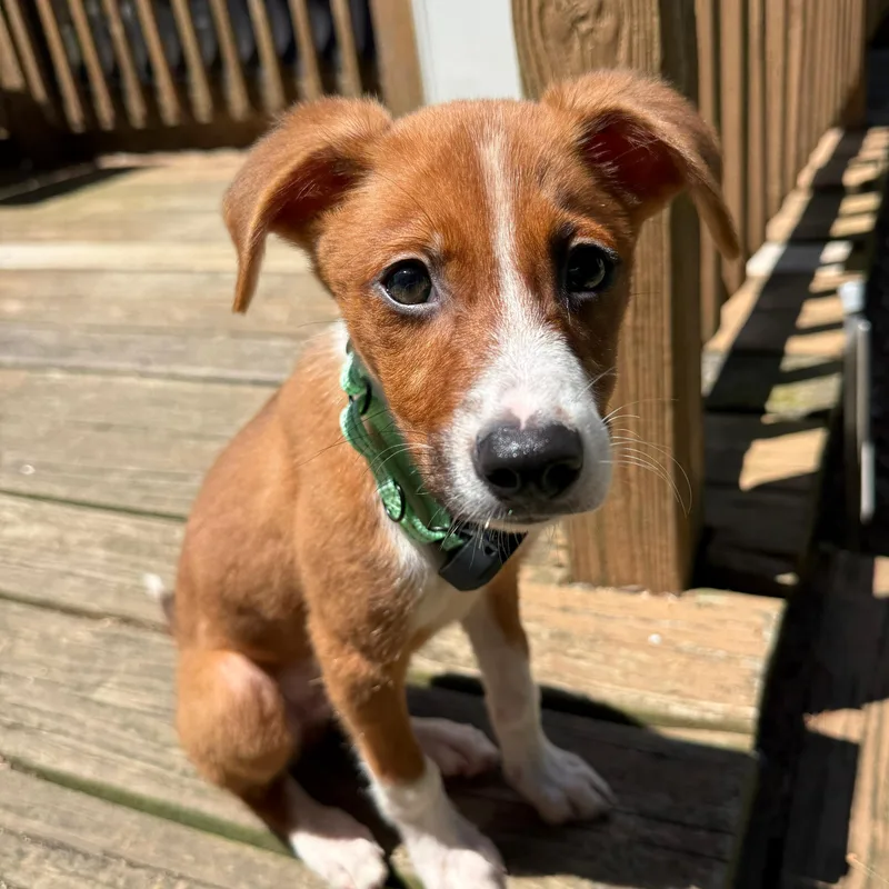 A baby medium-sized male Golden Mixed Breed dog named Prince for adoption in Baldwin, MD