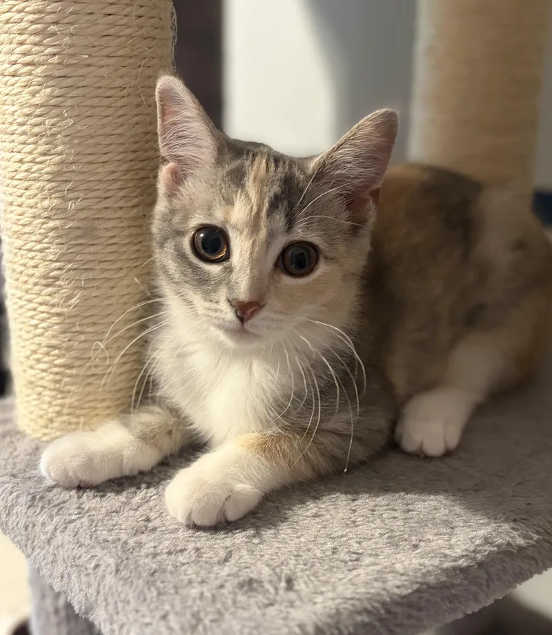 A baby medium-sized female Dilute Calico Domestic Short Hair cat named Colette for adoption in South Lyon, MI