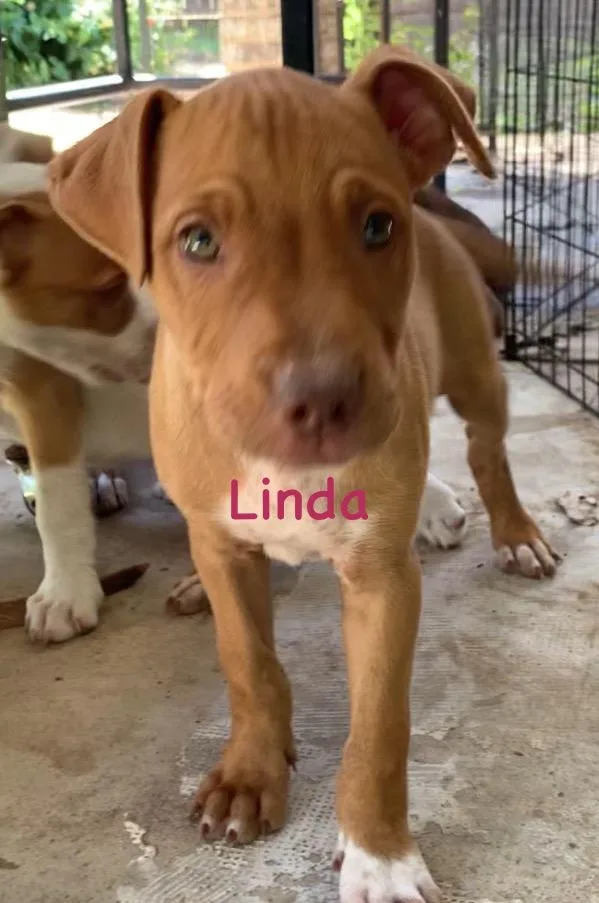 A baby medium-sized female Mixed Breed dog named Linda for adoption in Comanche, TX