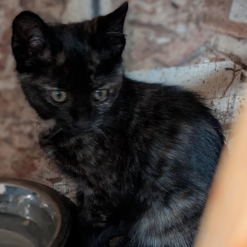 A baby medium-sized male Tortoiseshell cat named Ember for adoption in Libby, MT
