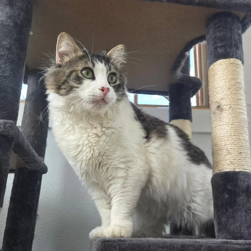 A young large-sized male Gray & White Domestic Medium Hair cat named Drifter for adoption in Conifer, CO