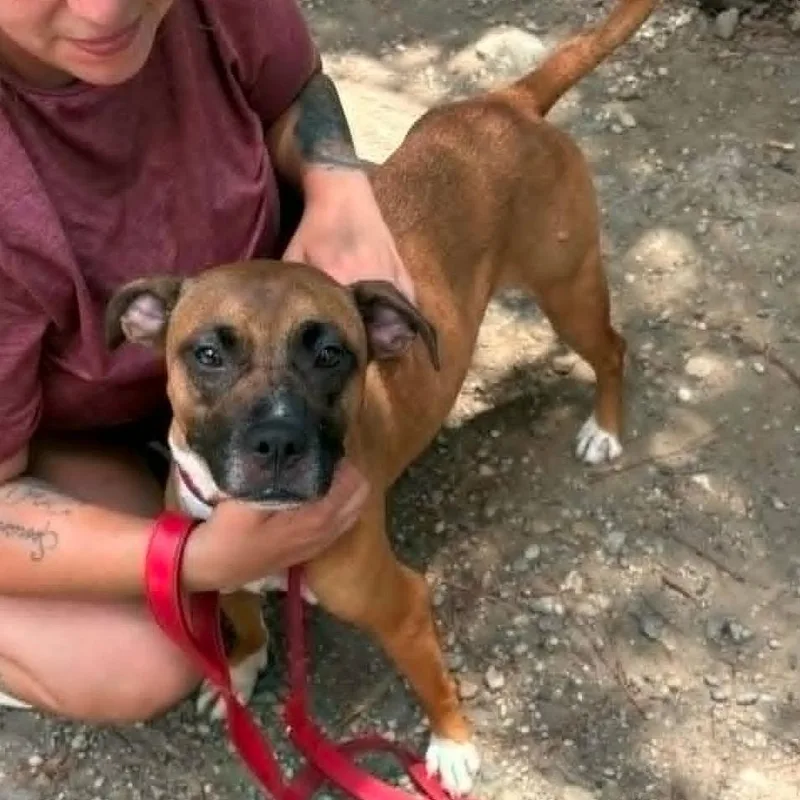 An adult medium-sized female Brown / Chocolate Mixed Breed dog named Freya for adoption in East Hanover, NJ