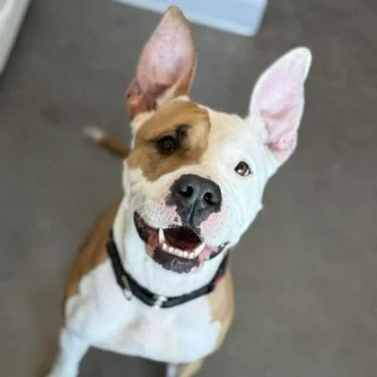 Babygirl thumbnail 2